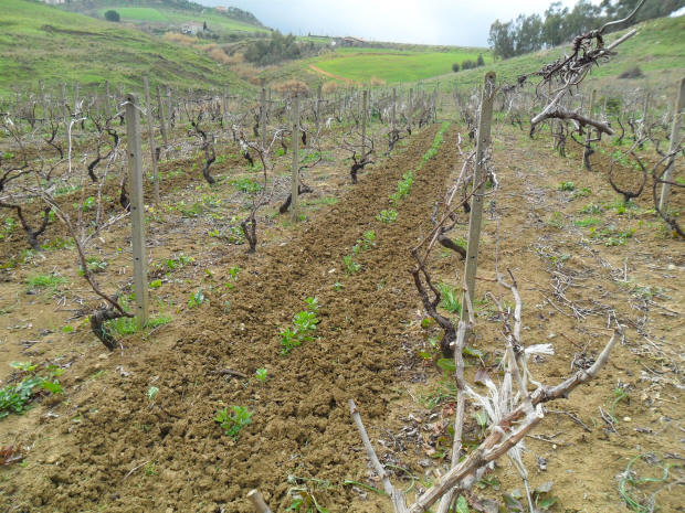 Le mie vigne del Feudo Caropepe