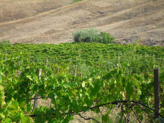 Le mie vigne del Feudo Caropepe