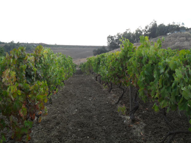 Dettaglio delle vigne