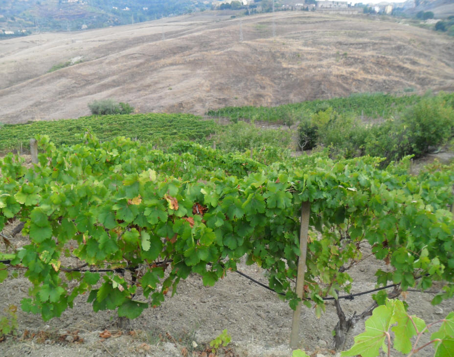 I vitigni del Feudo Caropepe