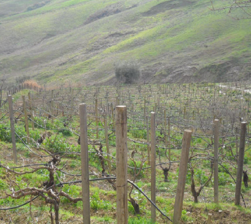 I vitigni del Feudo Caropepe