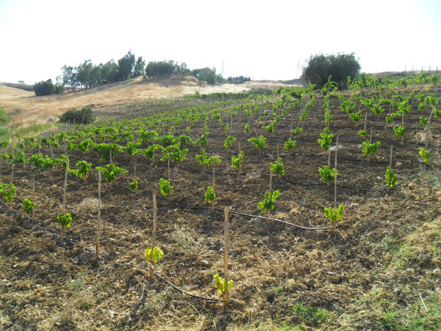 Dettaglio delle vigne