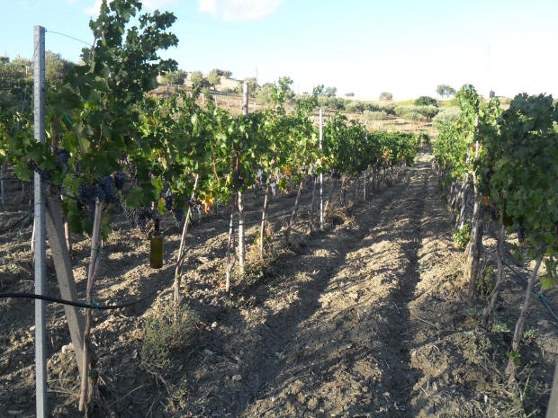 Le mie vigne del Feudo Caropepe