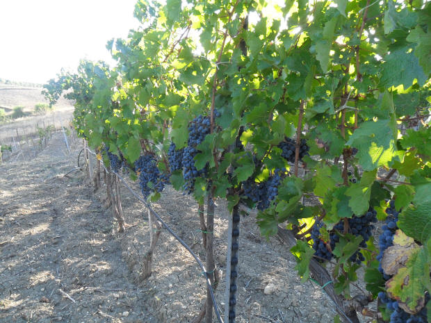 Le mie vigne del Feudo Caropepe